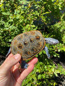 Adult Conentric Diamondback Terrapin Male
