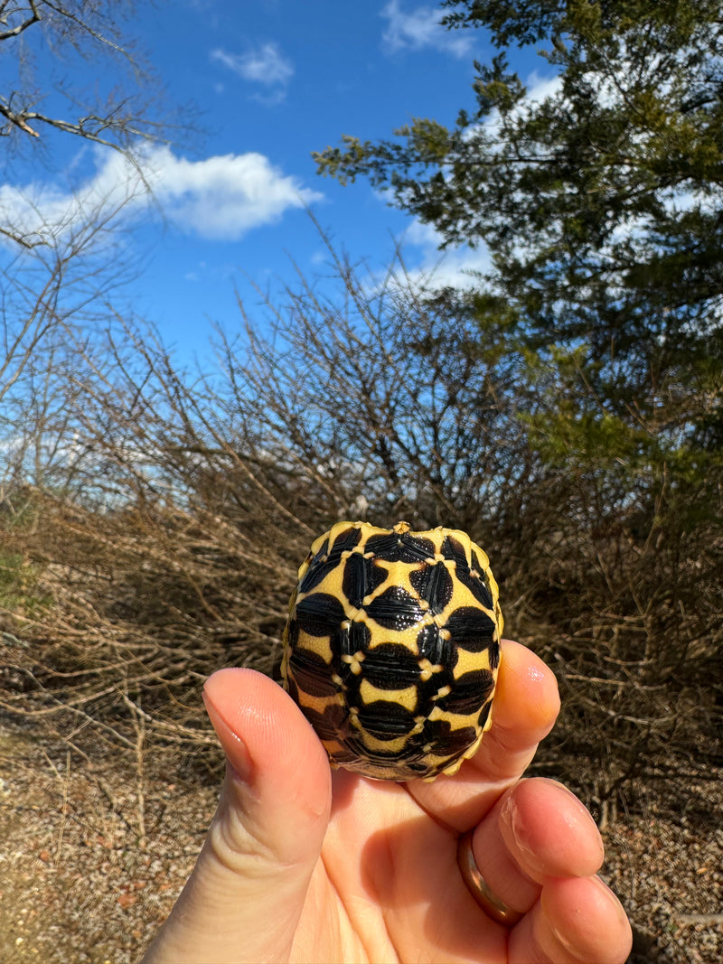 Sri Lankan Star Tortoise 2024