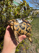 Libyan Greek Tortoise Adult Female