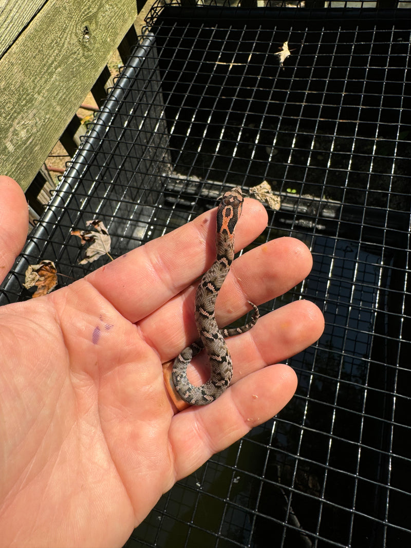 Red Eastern Hognose Snake 2024 Female