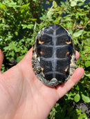 Balkan Pond Turtle Adult Male