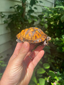 Gulf Coast Box Turtle 2021 Female