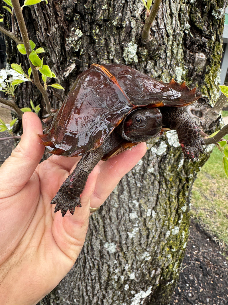 Spiny Hill Turtles For Sale | American Reptile Distributors