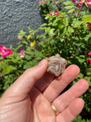 Albino Florida Snapping Turtle 2026