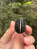 HI YELLOW Florida Box Turtle Baby 2024