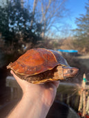 Spiny Hill Turtle Adult Pair
