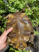 Burmese Brown Mountain Tortoise Female