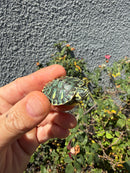 Pastel Clown Yellow Bellied Turtle 2026