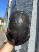 Super Red Northern Red Bellied Turtle Adult Female