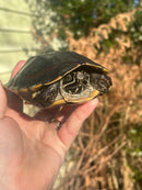 Malayan Snail-eating Turtle Adult Male