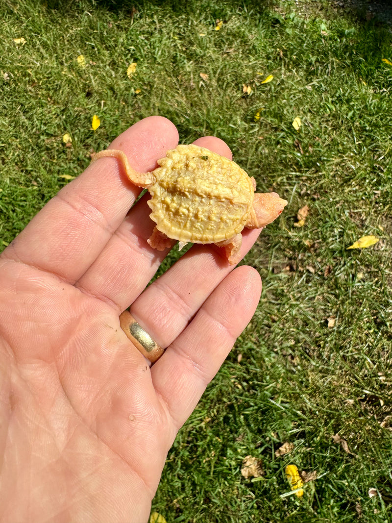 Baby Albino Common Snapping Turtle (Kink Tailed) (Chelydra serpentina)