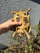 Eastern Hermann's Tortoise Adult Female