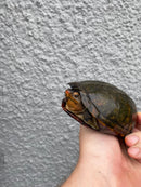 Red Cheeked Mud Turtle Adult Trio