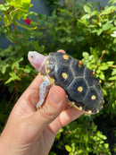 Ornate Diamondback Terrapin Female