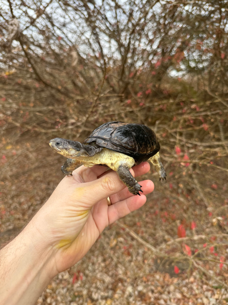 African Dwarf Mud Turtle Adult Female