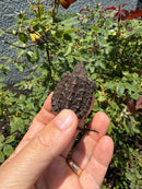 Alligator Snapping Turtle X Florida Snapping Turtle