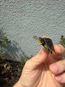 HI YELLOW Florida Box Turtle