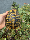 Eastern Hermann's Tortoise Adult Male