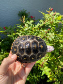 Ornate Diamondback Terrapin Female