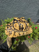HI White Leopard Tortoise Adult Female