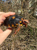 Brazilian Cherryhead Tortoise 2024