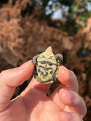 HI YELLOW Florida Box Turtle Baby