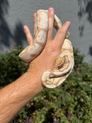 Banana Ball Python Mixed Morph Female
