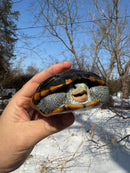 Ornate Diamondback Terrapin Male