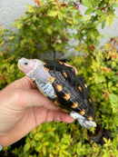 Ornate Diamondback Terrapin Male