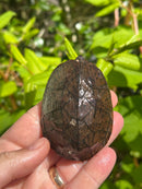 Loggerhead Musk Turtle Adult Pair