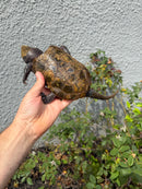 Chinese Big Head Turtle Adult Male