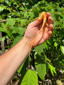 Crimson Red Albino Green Iguana 2024