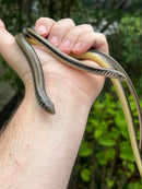 Eastern Glass Lizards (Ophisaurus ventralis)