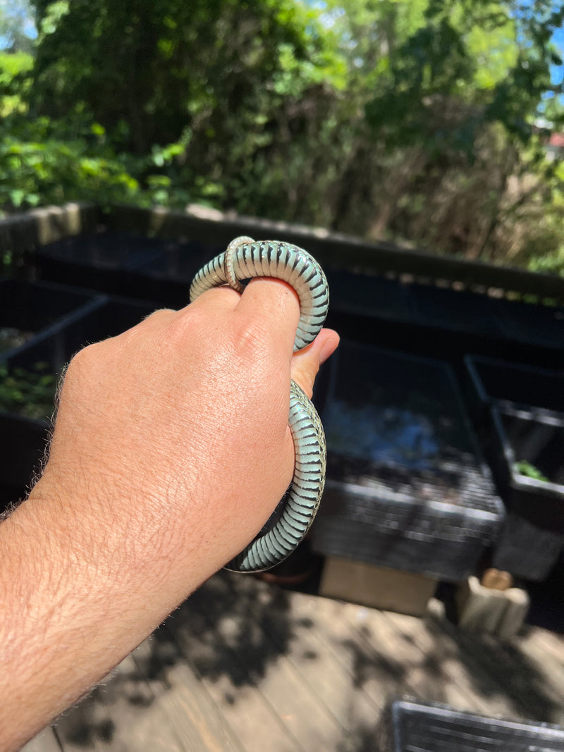 Florida Blue Garter Snake Adult Male