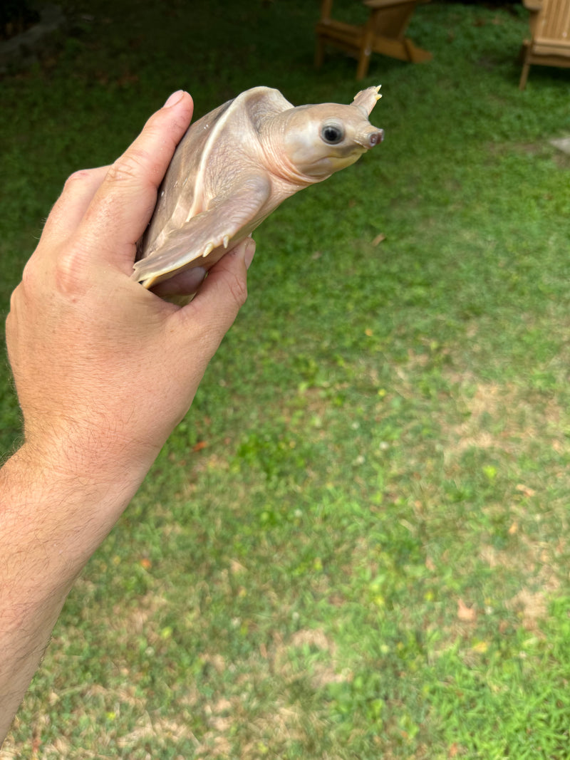 "Paradox" Fly River Turtle Juvenile (Carettochelys insculpta)