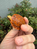 Bourret's Flowerback Box Turtle 2026
