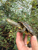 Spanish Pond Turtle Adullt Pair