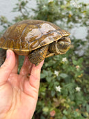 Spanish Pond Turtle Adult Pair