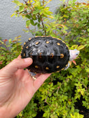 Ornate Diamondback Terrapin Female