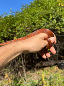 Yunnan Mountain Ratsnake Adult Pair