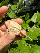 Paradox Albino Common Snapping Turtle