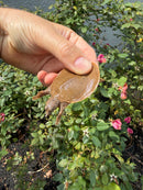 Nile Softshell Baby USA CB