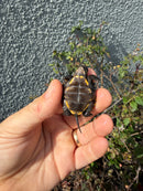 Northern Keeled Box Turtle Baby