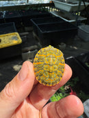 Orange Sunglow Baby Florida Red Bellied Turtle 2025