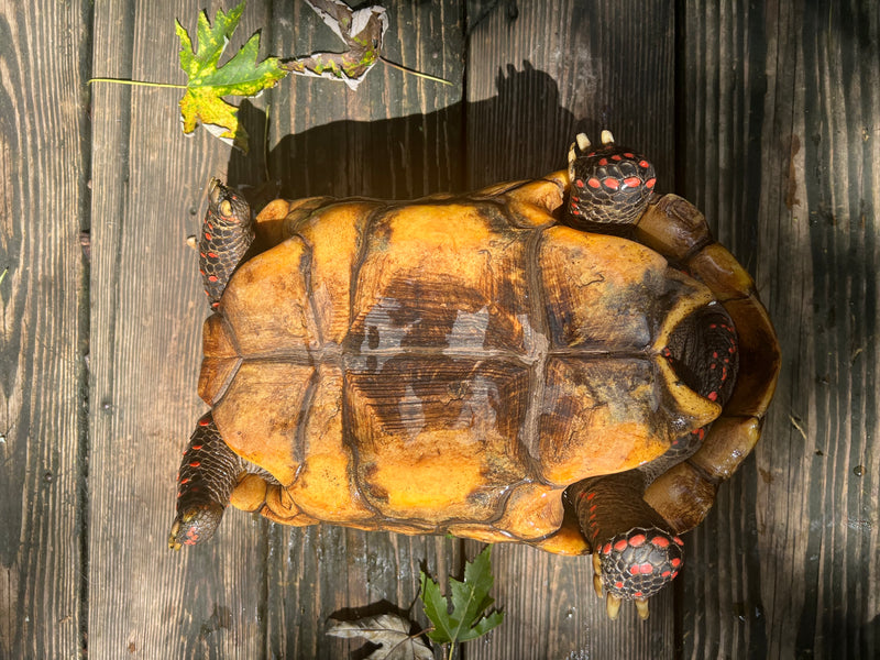 Suriname Red Foot Tortoise Adult Pair 5 (Chelonoidis carbonaria)