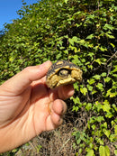 Leopard Tortoise 2024