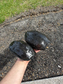 Melanistic Reeves Turtles Adult Pair