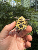 Hi Color Yellow Baby Eastern Box Turtle