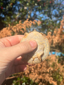 Nile Softshell Baby USA CB