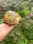 Libyan Greek Tortoise Adult Female